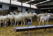 Συλλήψεις για παραβίαση μέτρων βιοασφάλειας στην ευλογιά των αιγοπροβάτων. Σε έξαρση η νόσος στις Σέρρες