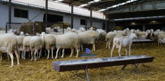 «Αν χαθεί το Πάσχα, χάνεται η χρονιά». Κραυγή αγωνίας από τους κτηνοτρόφους της Κοζάνης