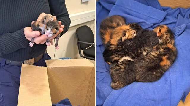 Gatakia-skoupidia-volos