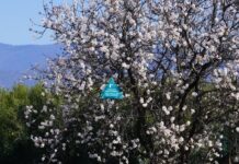 Αναβιώνουν τα Χελιδονίσματα στην Ιερισσό από το 2ο Δημοτικό Σχολείο