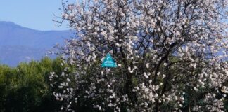 Αναβιώνουν τα Χελιδονίσματα στην Ιερισσό από το 2ο Δημοτικό Σχολείο