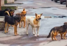 Η εφημερία του κτηνιάτρου το Σαββατοκύριακο στον Δήμο Νέας Προποντίδας