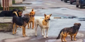 Η εφημερία του κτηνιάτρου το Σαββατοκύριακο στον Δήμο Νέας Προποντίδας