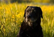 Άργος: Σε κρίσιμη κατάσταση 17χρονη μετά από επίθεση αγέλης αδέσποτων σκύλων