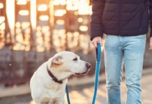 Θεσσαλονίκη: Κακοποίηση σκύλου μπροστά στην ιδιοκτήτριά του. Δύο συλλήψεις