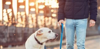 Συγκίνηση διεθνώς για την ελληνική «αερογέφυρα σωτηρίας». Επαναπατρισμός πολιτών μαζί με τα κατοικίδιά τους