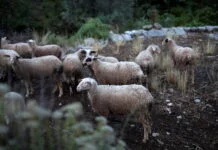 Βόνιτσα: Νεκρά πρόβατα στον Αμβρακικό κόλπο. Δεύτερο περιστατικό μέσα σε μία ημέρα