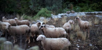 Λέσβος: Νέα εστία αφθώδους πυρετού. Μαζική θανάτωση ζώων