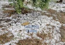 Αγρότες σε αναμονή στη Χαλκιδική: Πορίσματα ΕΛΓΑ για το χαλάζι στον Όλυνθο