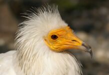 Έβρος: Επέστρεψε ο Ασπροπάρης που γεννήθηκε στις στάχτες του Εθνικού Πάρκου Δαδιάς