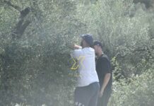 Νόμιμη μετανάστευση για συλλογή ελαιόκαρπου έως 31 Μαρτίου 2026. Καταργήθηκε η εργασία παράνομων μεταναστών