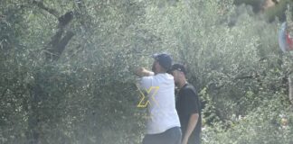 Ελαιοκομικό Μητρώο: Ποιοι είναι υπόχρεοι και ποια δικαιολογητικά απαιτούνται