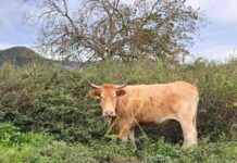 Επιβεβαιωμένο κρούσμα αφθώδους πυρετού σε βοοειδές στη Λέσβο