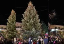 Χαλκιδική: Το πρώτο Χριστουγεννιάτικο δέντρο στην Ελλάδα, ανάβει και πάλι από τον Ταξιάρχη