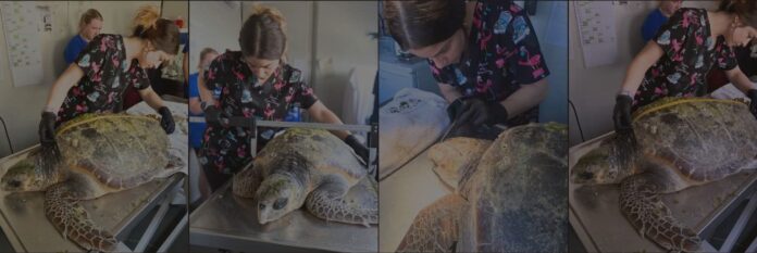 Gkeko-asthenis-xelwna