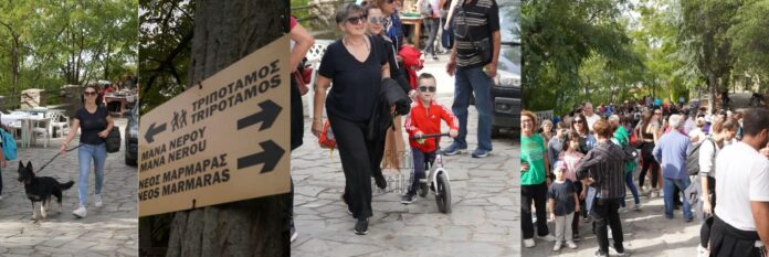 Perasma dragounteli 1