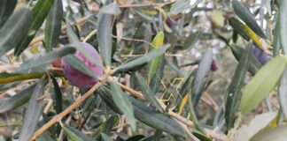 Η ΦΩΤΟΓΡΑΦΙΑ ΤΗΣ ΗΜΕΡΑΣ .Ήρθε η ώρα για το λάδι