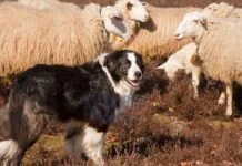 Έλεγχοι σε μαντριά του Δήμου Πολυγύρου για ατσιπάριστα και ανεμβολίαστα τσομπανόσκυλα