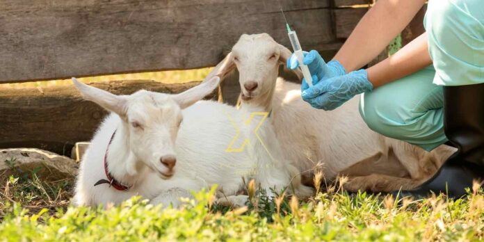 EMVOLIASMOS AIGOPROVATON