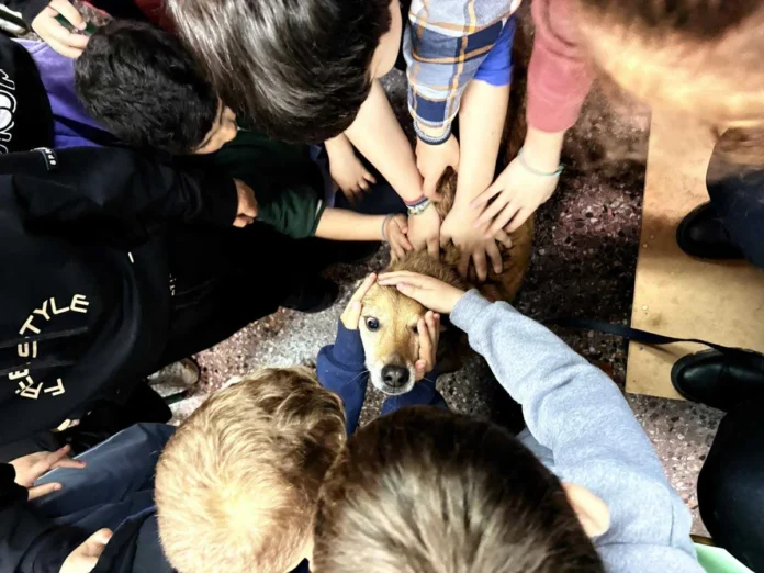 roki skylos sxoleio olynthou