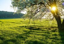 Καλημέρα Χαλκιδική:Άνοιξη: η γη ξαναγεννιέται