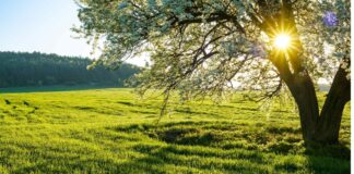 Καλημέρα Χαλκιδική:Άνοιξη: η γη ξαναγεννιέται