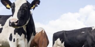 Αφθώδης πυρετός: Η τρίτη ζωονόσος που περνάει τα σύνορα μέσα σε 3 χρόνια, ακατάλληλα μετά τη νόσηση, κρέας και γάλα