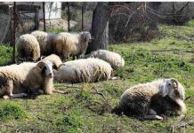 Καλημέρα Χαλκιδική:Σιθωνία: στιγμές ηρεμίας και δύναμης