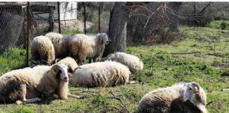 Καλημέρα Χαλκιδική:Σιθωνία: στιγμές ηρεμίας και δύναμης