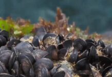 Θερμαϊκός κόλπος: Κλιματική κρίση και έλλειψη εργατών πιέζουν τις οστρακοκαλλιέργειες